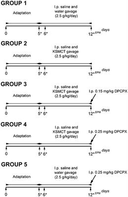 Anxiolytic Effect of Exogenous Ketone Supplementation Is Abolished by Adenosine A1 Receptor Inhibition in Wistar Albino Glaxo/Rijswijk Rats